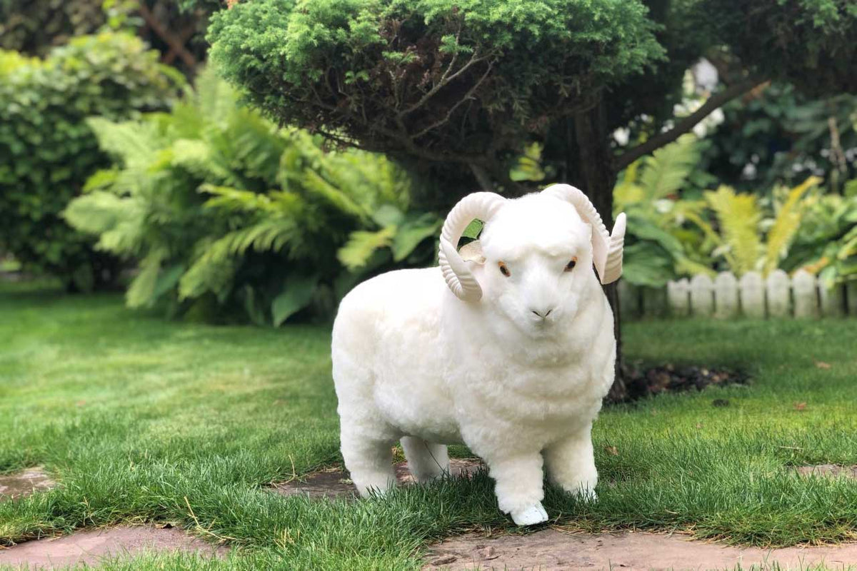 Coco the Lamb